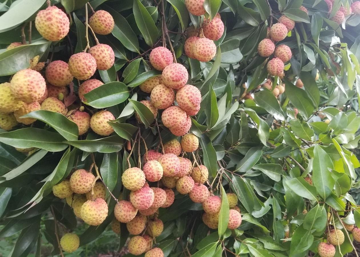 Vải thiều tại Bắc Giang bắt đầu chín đỏ, chính vụ sẽ diễn ra từ ngày 10/6 và kéo dài khoảng 1 tháng. Vải thiều tại Bắc Giang bắt đầu chín đỏ, chính vụ sẽ diễn ra từ ngày 10/6 và kéo dài khoảng 1 tháng.