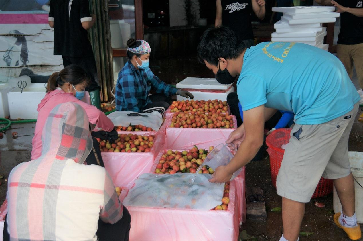 Vải thiều được sơ chế tỉ mỉ, loại bỏ quả hỏng; cắt tỉa cuống, lá... trước khi đóng gói. Vải thiều được sơ chế tỉ mỉ, loại bỏ quả hỏng; cắt tỉa cuống, lá... trước khi đóng gói.