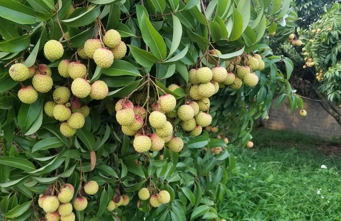 Do chưa vào chính vụ nên đa phần vải thiều tại Bắc Giang vẫn còn xanh. Do chưa vào chính vụ nên đa phần vải thiều tại Bắc Giang vẫn còn xanh.