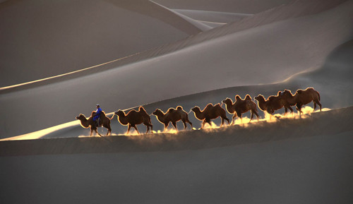 Camels in desert (Thể loại Du lịch) – tác giả Lai Yin Bianca Ho (Australia) - Huy chương Bạc FIAP Du lịch - HCB FIAP - Camels in desert – tác giả Lai Yin Bianca Ho (Australia).jpg