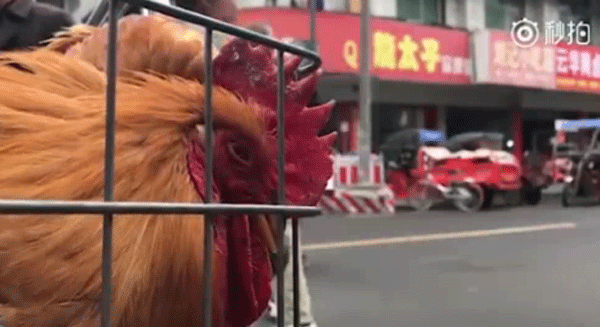 'Thánh ăn công sở' gây choáng khi nướng gà bằng chậu hoa, lấy xương làm đồ chơi ảnh 1