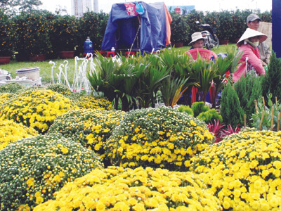 Giá hoa, cây cảnh ở chợ hoặc tại vườn đều tăng. Ảnh: Nguyễn Huy