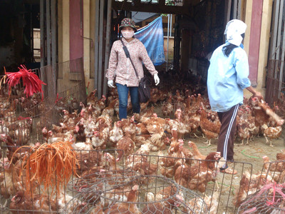 Trong gà thải loại tồn dư kháng sinh bị cấm sử dụng trong chăn nuôi. Ảnh: Tuấn Nguyễn