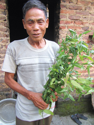 Ông Nguyễn Minh Chu giới thiệu lá thuốc trong bài thuốc trị sỏi thận