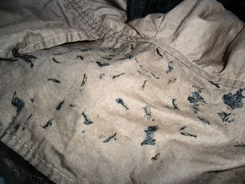 Nhiều sinh vật lạ giống đỉa trong bộ quần áo may sẵn do bà Nguyễn Thị Phụng (huyện Phú Hòa - Phú Yên) mới mua về. Ảnh: Hồng Ánh Nhiều sinh vật lạ giống đỉa trong bộ quần áo may sẵn do bà Nguyễn Thị Phụng (huyện Phú Hòa - Phú Yên) mới mua về