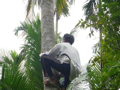 Anh Trương Văn Xiếu đang biểu diễn leo dừa