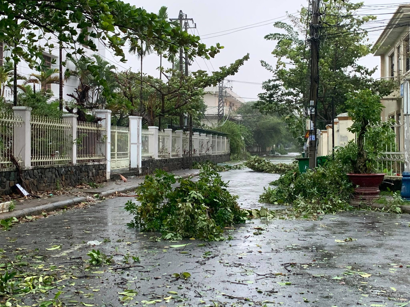 Cây xanh trên nhiều tuyến đường thành phố Quảng Ngãi ngã đổ la liệt - Ảnh: Nguyễn Ngọc Bão số 9 đổ bộ Quảng Nam - Quảng Ngãi, giật cấp 13 ảnh 4