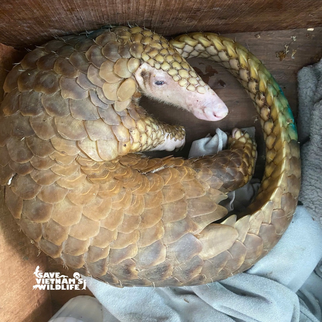 Một trong hai cá thể tê tê được cứu hộ. Một trong hai cá thể tê tê được cứu hộ.