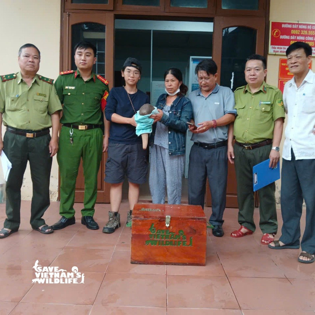 Cá thể tê tê được bàn giao cho lực lượng cứu hộ. Ảnh: SVW Cá thể tê tê được bàn giao cho lực lượng cứu hộ. Ảnh: SVW