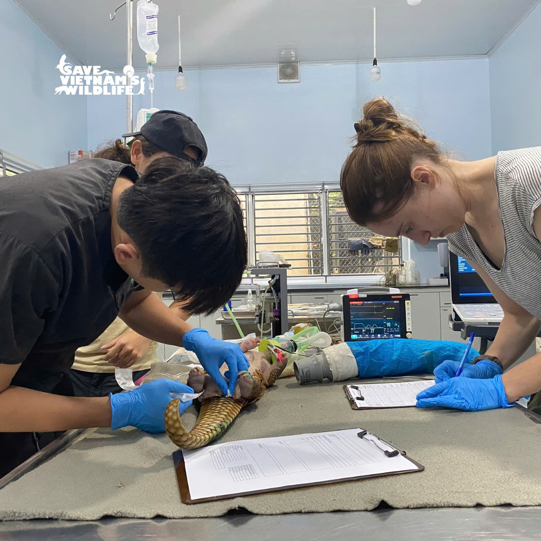 Đội ngũ bác sỹ thú y chăm sóc cho cá thể tê tê được giải cứu. Đội ngũ bác sỹ thú y chăm sóc cho cá thể tê tê được giải cứu.