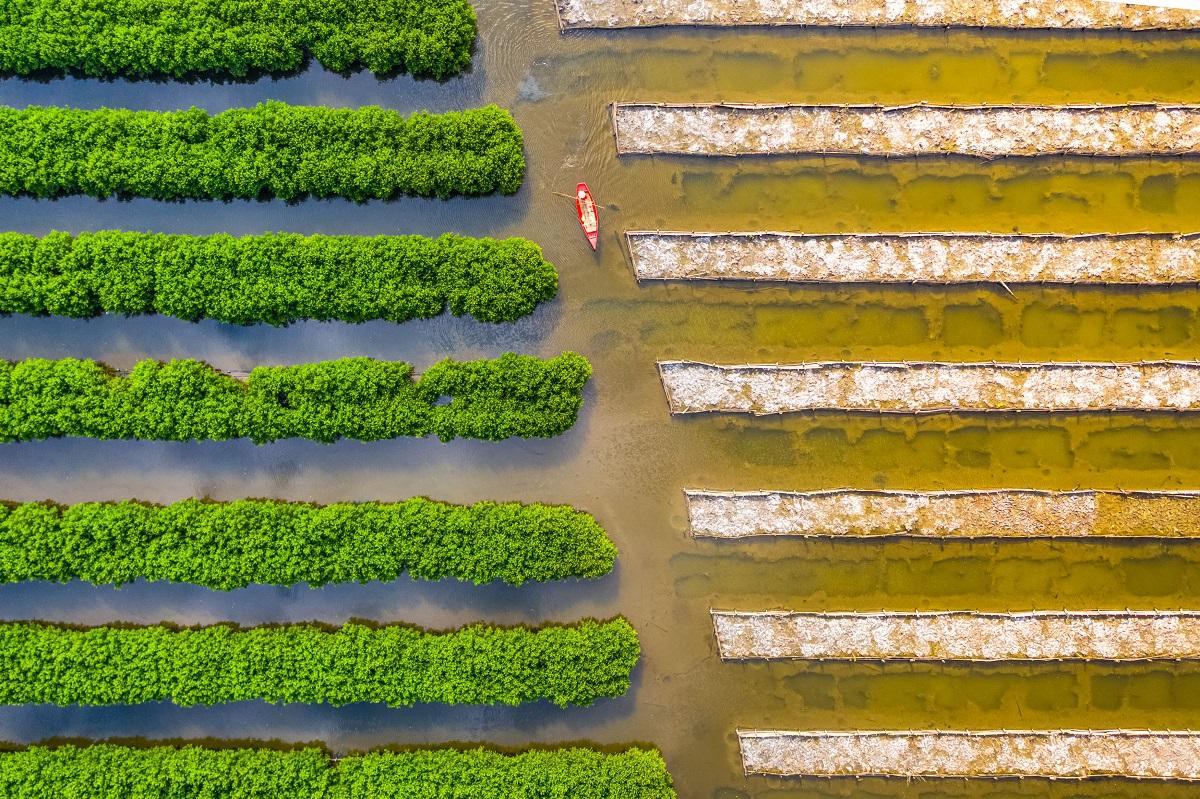 Tác phẩm "Rừng ngập mặn Bàu Cá Cái" - Quảng Ngãi của tác giả Lương Nguyễn Anh Trung nằm trong số các tác phẩm nhận giải khuyến khích.