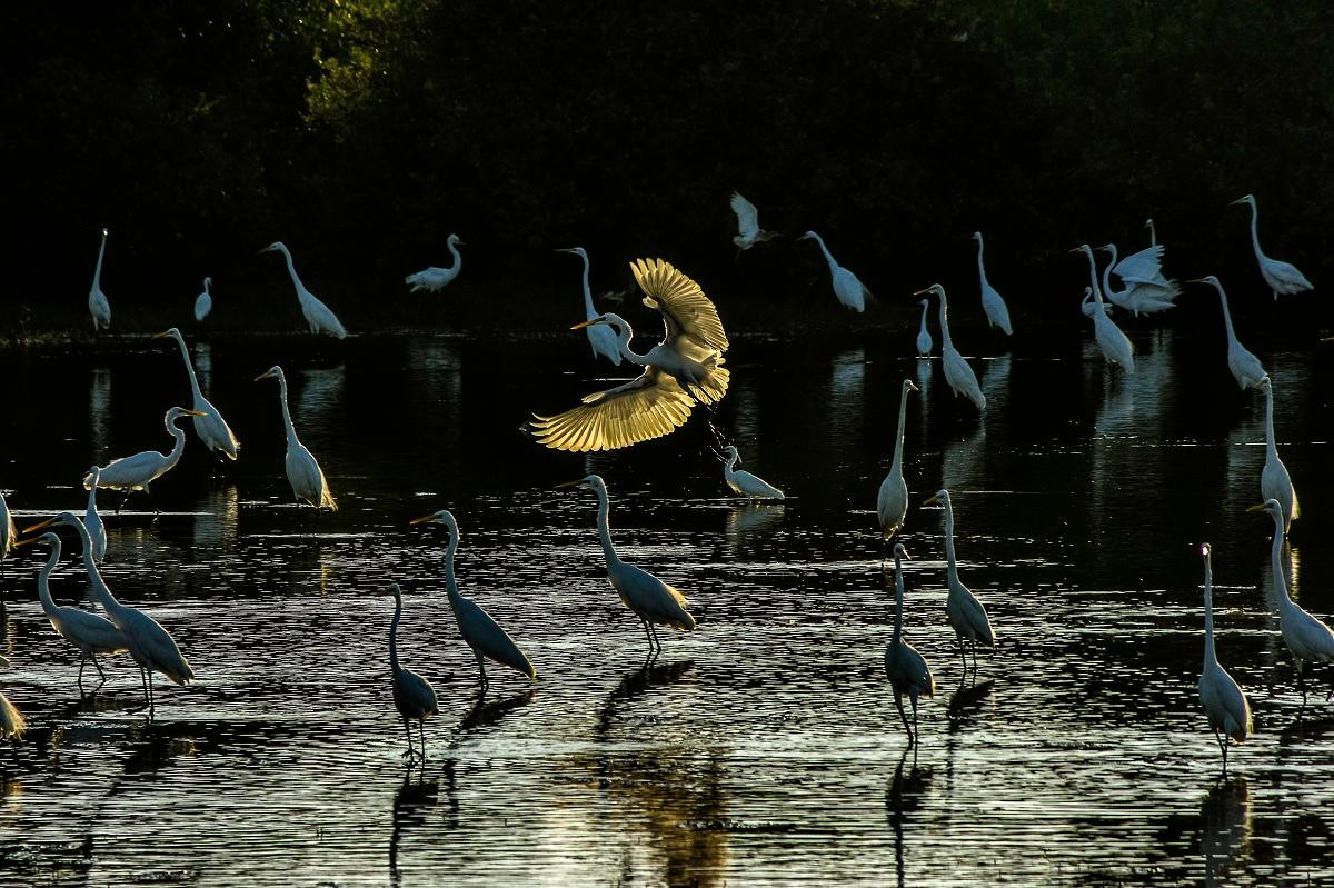 Được phát động từ 21/12/2021 đến ngày 31/5/2022, cuộc thi nhận được 1.213 tác phẩm dự thi. Giải Nhất được trao cho tác phẩm "Buổi sáng của đàn cò" của tác giả Nguyễn Quốc Huy đến từ thành phố Phan Thiết, tỉnh Bình Thuận.