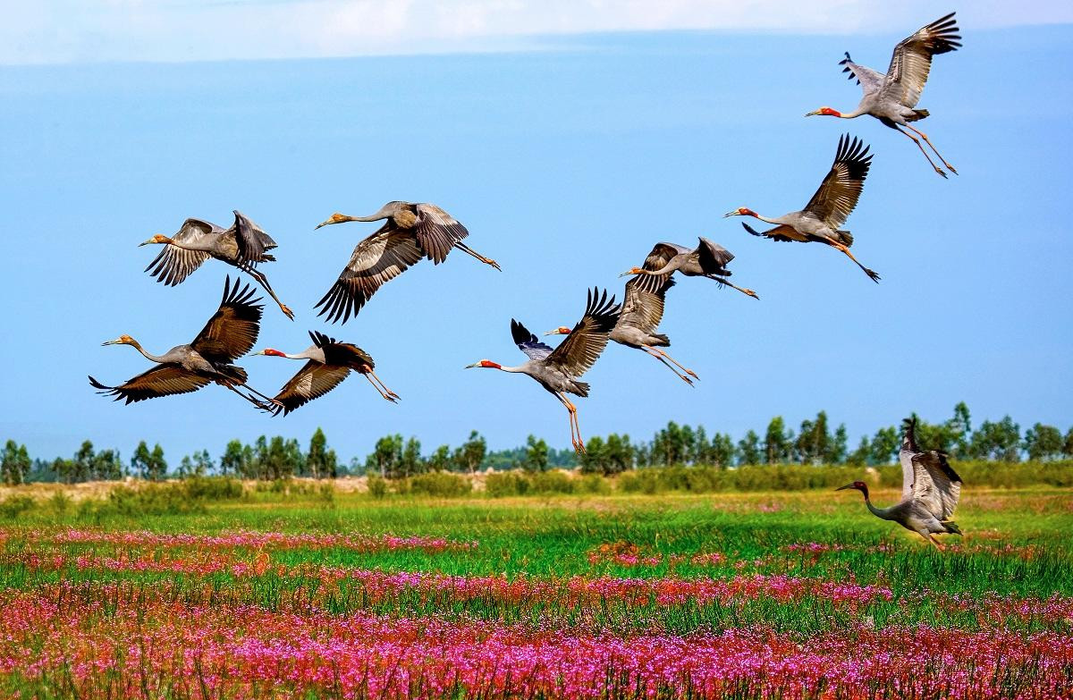 Tác phẩm "Về với đất lành" của tác giả Đoàn Văn Hồng (Đồng Tháp) ghi lại hình ảnh đàn sếu ở VQG Tràm Chim vào đầu mùa xuân cùng với loài hoa nở rộ. Tác phẩm nhận giải khuyến khích.