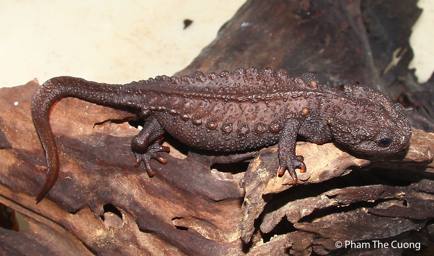 Loài Cá cóc sparreboom. Loài Cá cóc sparreboom.