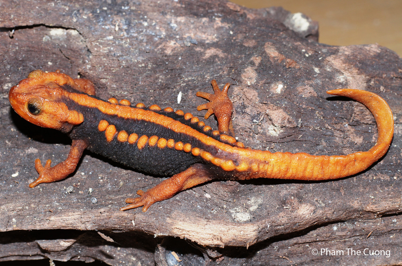 Loài Cá cóc gờ sọ mảnh. Loài Cá cóc gờ sọ mảnh.