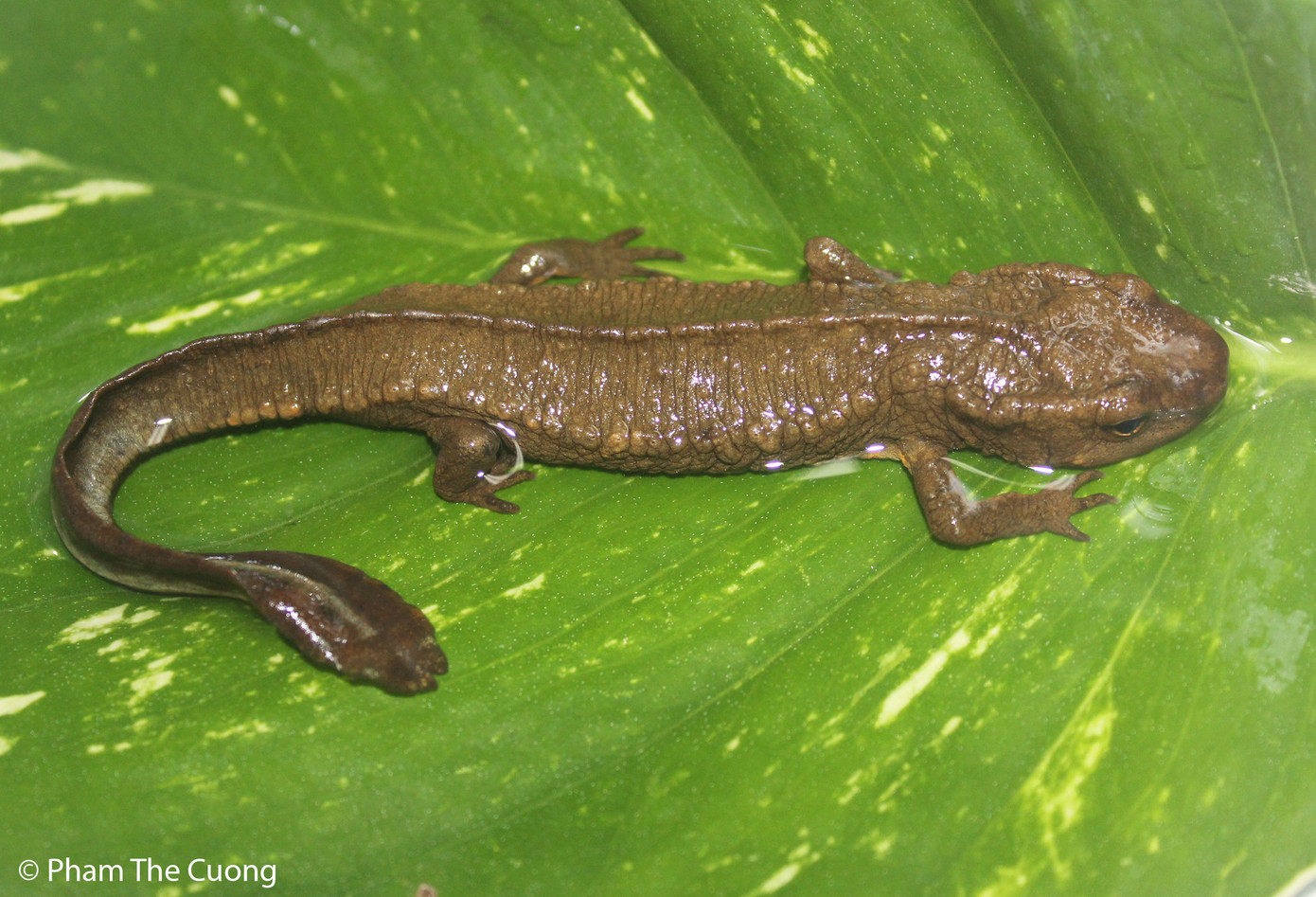 Loài Cá cóc Quảng Tây. Loài Cá cóc Quảng Tây.
