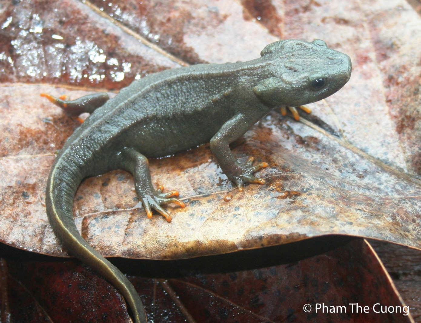 Loài Cá cóc Việt Nam Loài Cá cóc Việt Nam