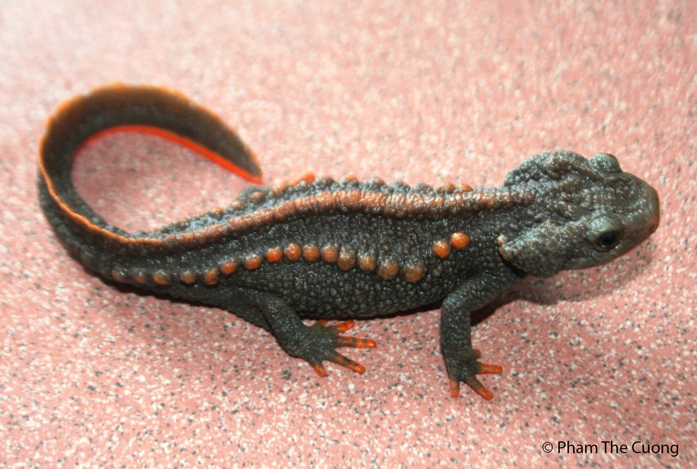 Loài Cá cóc zig-lơ. Loài Cá cóc zig-lơ.