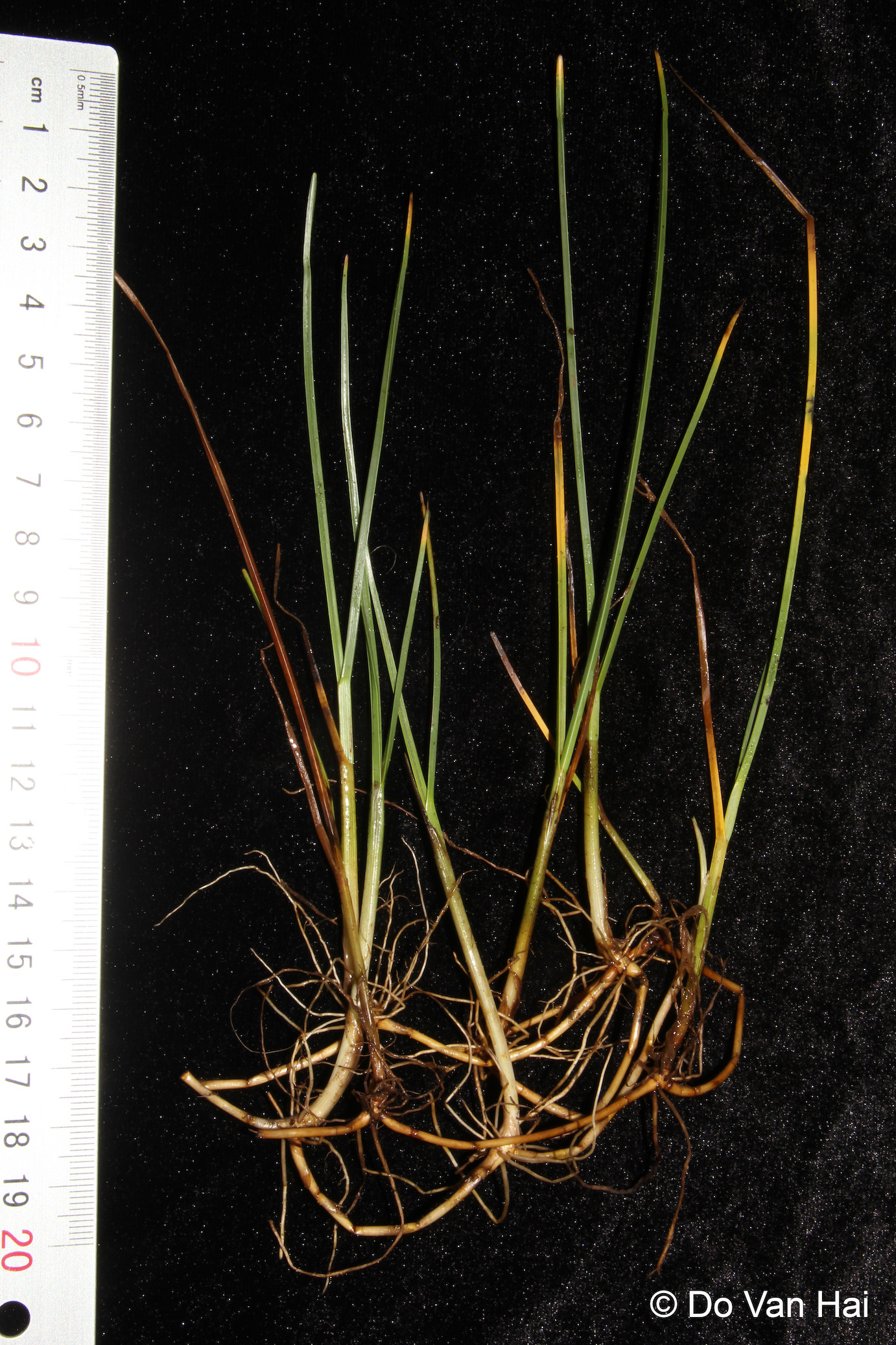 Loài cây Cỏ ngạn được Sách đỏ Việt Nam xếp vào nhóm nguy cấp. Loài cây Cỏ ngạn được Sách đỏ Việt Nam xếp vào nhóm nguy cấp.