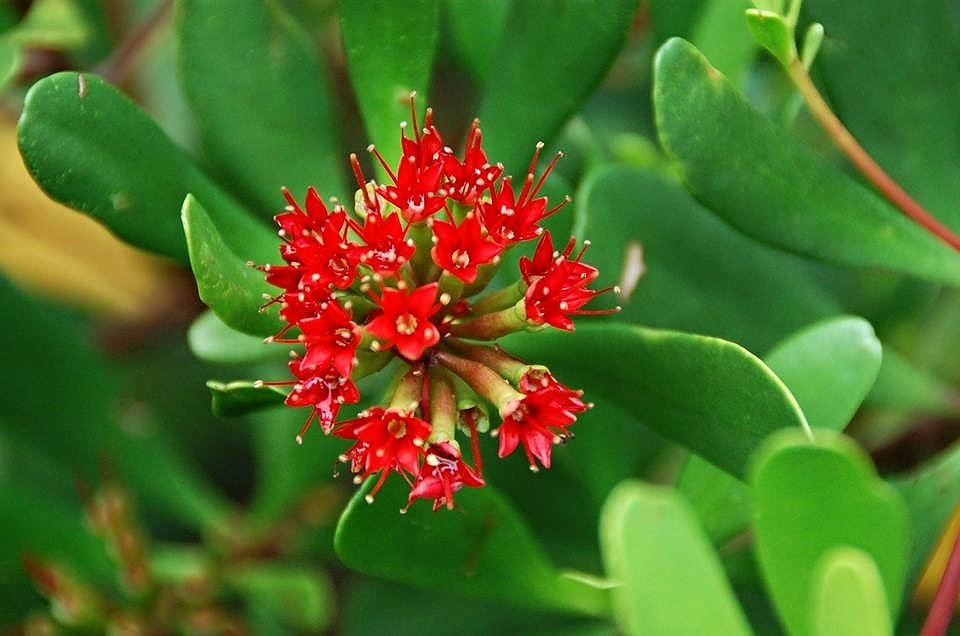 Loài cây Cóc đỏ quý hiếm lần đầu được ghi nhận ở ven biển miền Bắc. Loài cây Cóc đỏ quý hiếm lần đầu được ghi nhận ở ven biển miền Bắc.