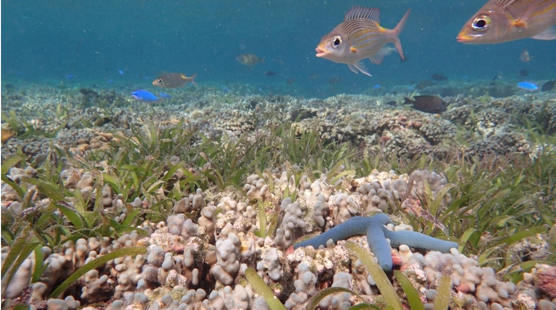 Hệ sinh thái thảm cỏ biển. Nguồn ảnh: Vast.gov.vn. Hệ sinh thái thảm cỏ biển. Nguồn ảnh: Vast.gov.vn.
