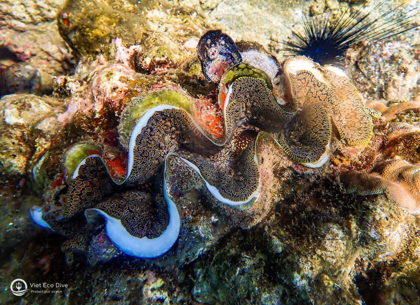 Nguyên nhân suy thoái rạn san hô ở Việt Nam bao gồm cả nguyên nhân tự nhiên và nhân tạo.