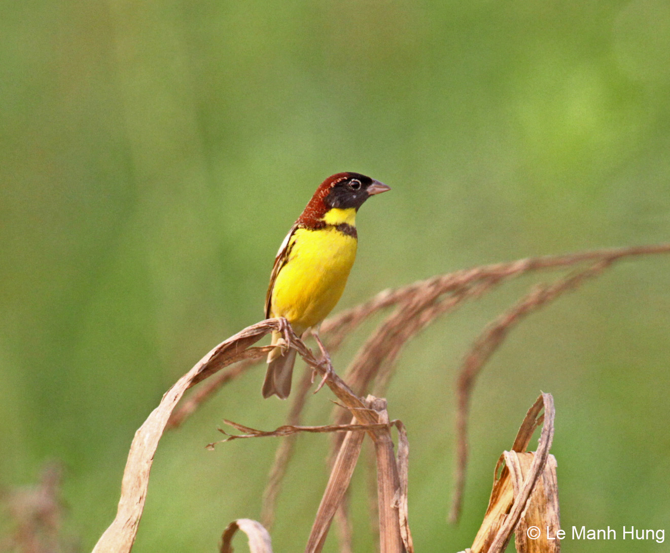 Sẻ đồng ngực vàng là loài chim di cư, trú đông hiếm gặp. Mặc dù vùng phân bố rộng từ miền Bắc đến miền Nam nhưng quần thể nhỏ và bị suy giảm nghiêm trọng do mất và suy thoái sinh cảnh sống, cũng như bị săn bắt quá mức làm thực phẩm và phóng sinh. Loài chim này thuộc nhóm cực kỳ nguy cấp (CR) khi ước tính số lượng cá thể ngoài tự nhiên chỉ còn dưới 250 cá thể.