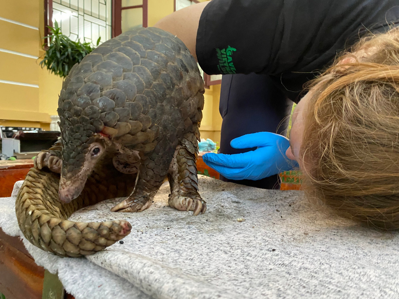 Đội ngũ bác sỹ thú ý kiểm tra sức khoẻ cho các cá thể Tê tê.