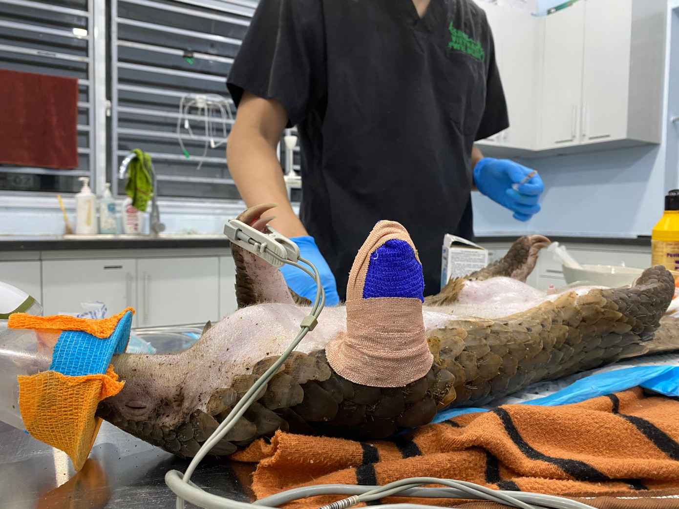 Một cá thể Tê tê bị thương nặng do dính bẫy.