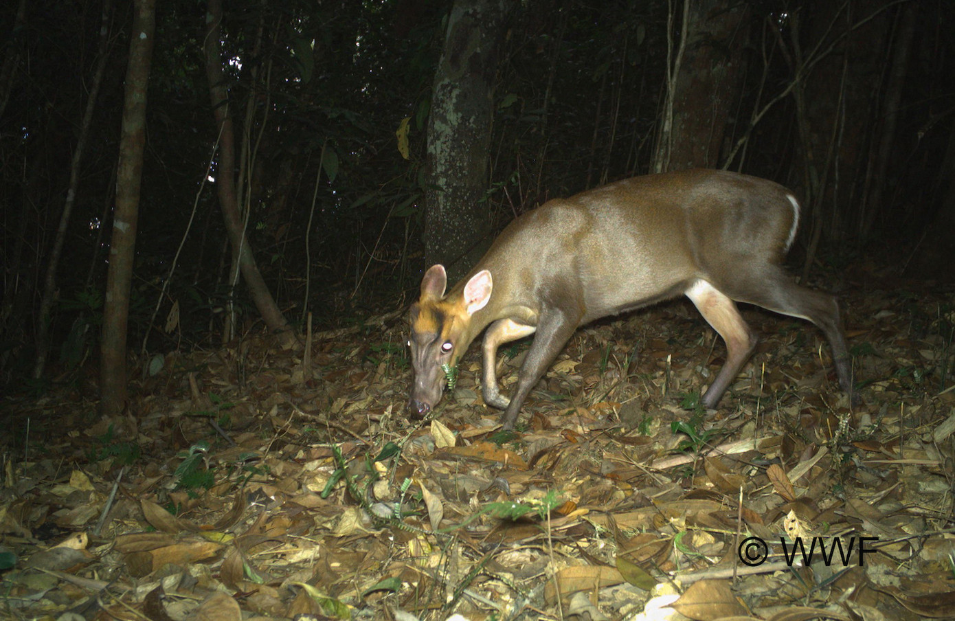 Một cá thể Mang Trường Sơn được ghi nhận bằng bẫy ảnh. Một cá thể Mang Trường Sơn được ghi nhận bằng bẫy ảnh.