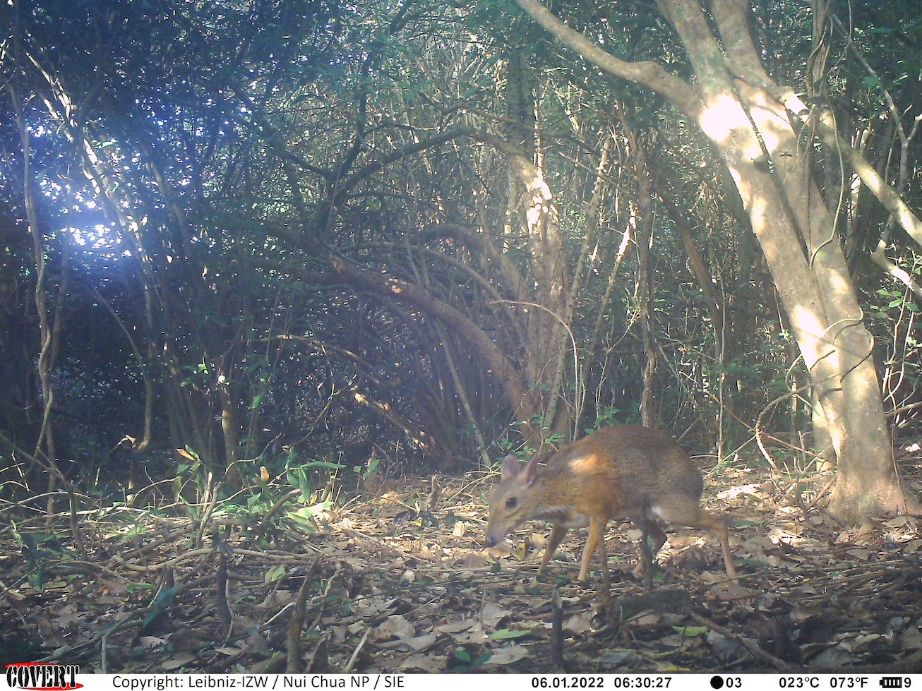 Loài Cheo cheo lưng bạc được ghi nhận bằng bẫy ảnh tại Vườn Quốc gia Núi Chúa. Loài Cheo cheo lưng bạc được ghi nhận bằng bẫy ảnh tại Vườn Quốc gia Núi Chúa.