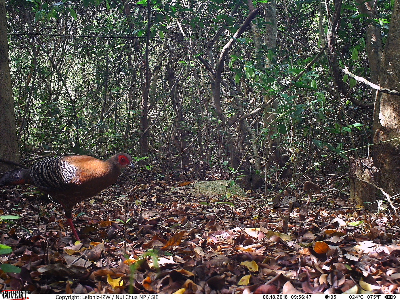 Loài Gà lôi hông tía được ghi nhận tại VQG Núi Chúa. Loài Gà lôi hông tía được ghi nhận tại VQG Núi Chúa.