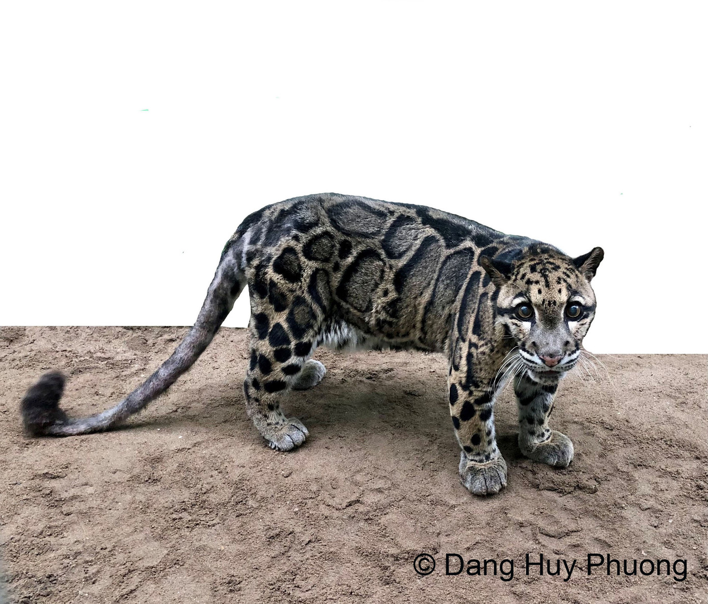 Loài Báo gấm. Loài Báo gấm.