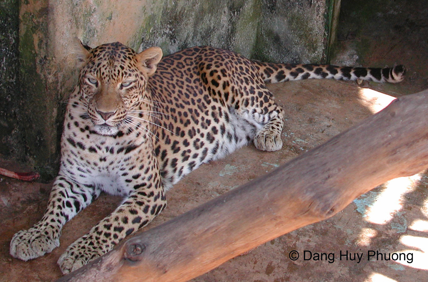 Loài Báo hoa mai. Loài Báo hoa mai.