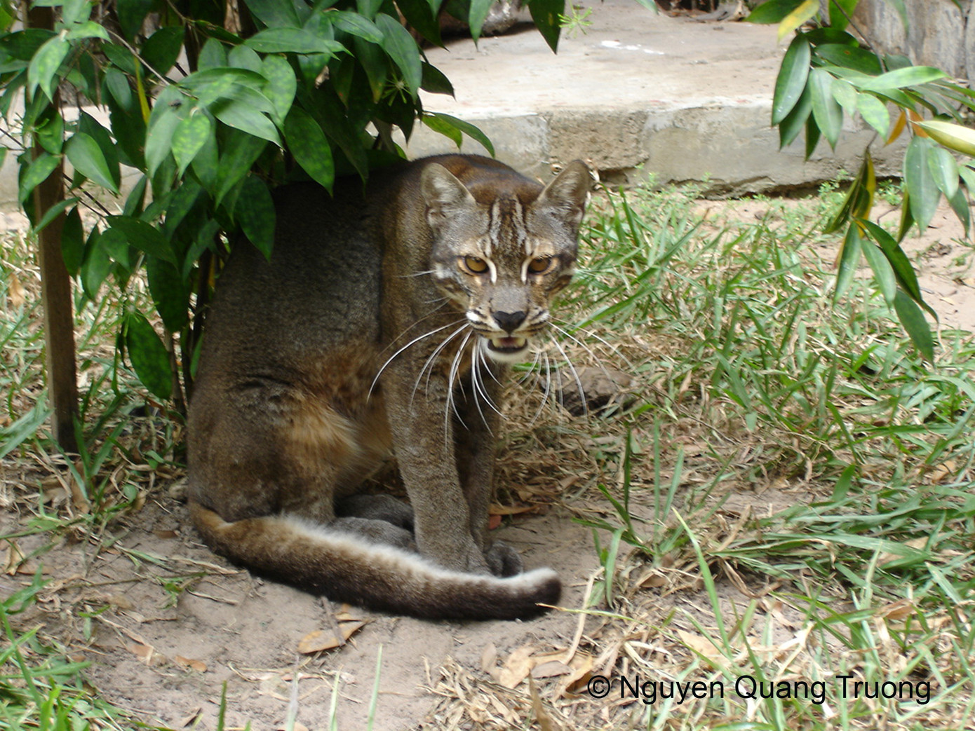 Loài Báo lửa. Loài Báo lửa.