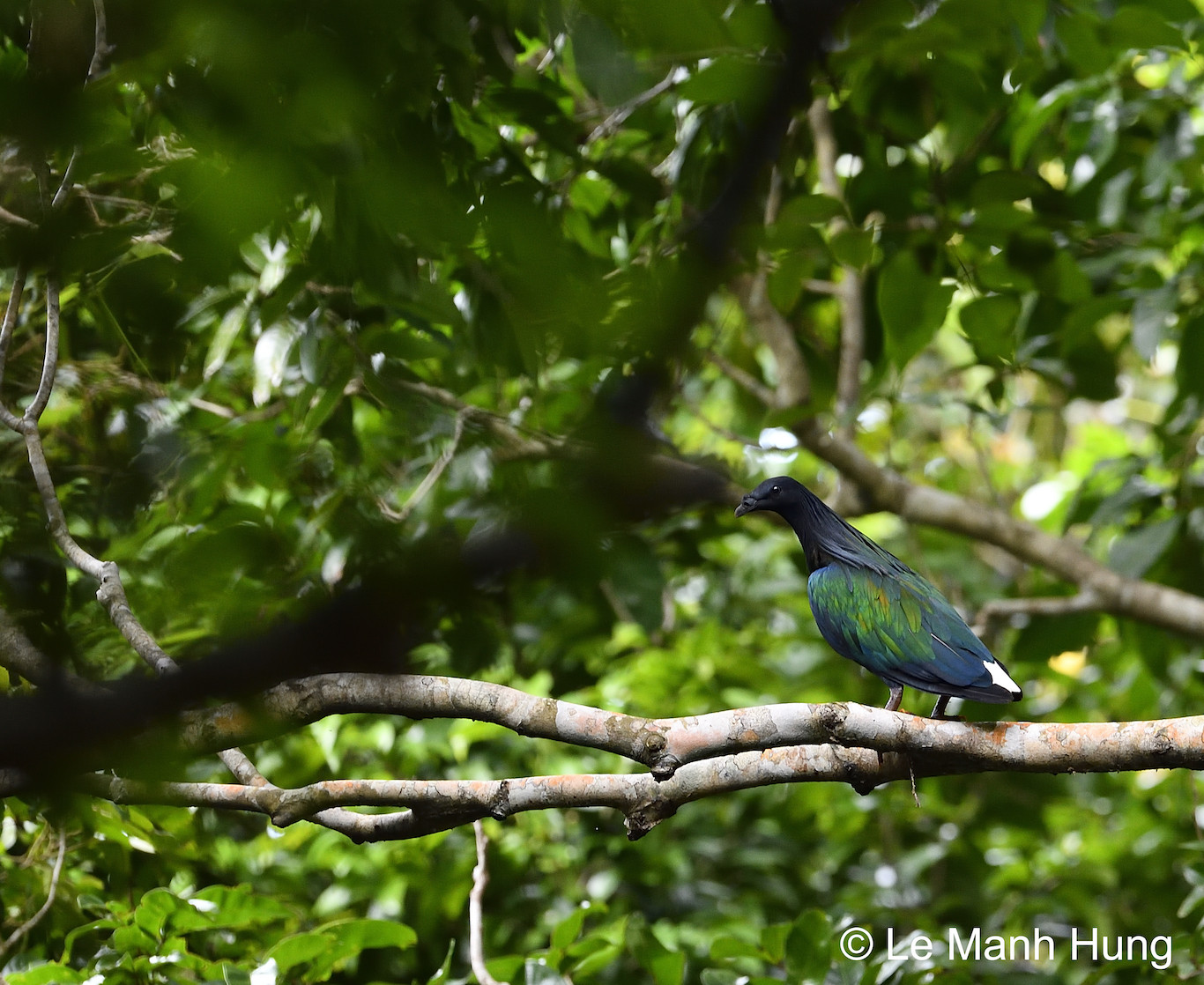 Bồ câu nicoba thuộc nhóm nguy cấp (EN) ở Việt Nam khi chỉ còn ghi nhận tại một số hòn đảo nhỏ trong Vườn Quốc gia Côn Đảo (tỉnh Bà Rịa - Vũng Tàu) với diện tích phạm vi phân bố loài ước tính chỉ dưới 100km2. Các nhà khoa học cho rằng, số lượng loài này giảm nhanh trong tự nhiên sinh cảnh bị thu hẹp và chịu tác động do phát triển du lịch, đôi khi bị săn bắt làm cảnh. Ước tính số lượng cá thể ngoài tự nhiên chỉ còn dưới 2500 con.
