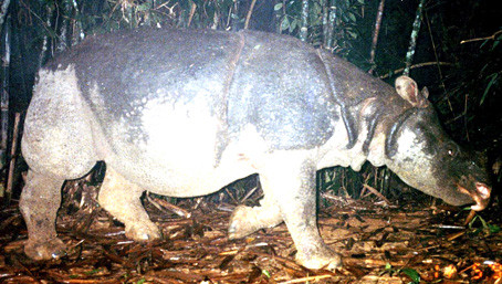 Cá thể Tê giác Java được ghi nhận tại Vườn Quốc gia Cát Tiên.