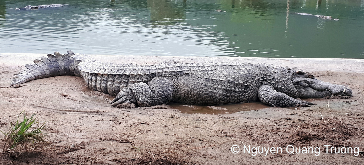 Loài Cá sấu xiêm. Loài Cá sấu xiêm.