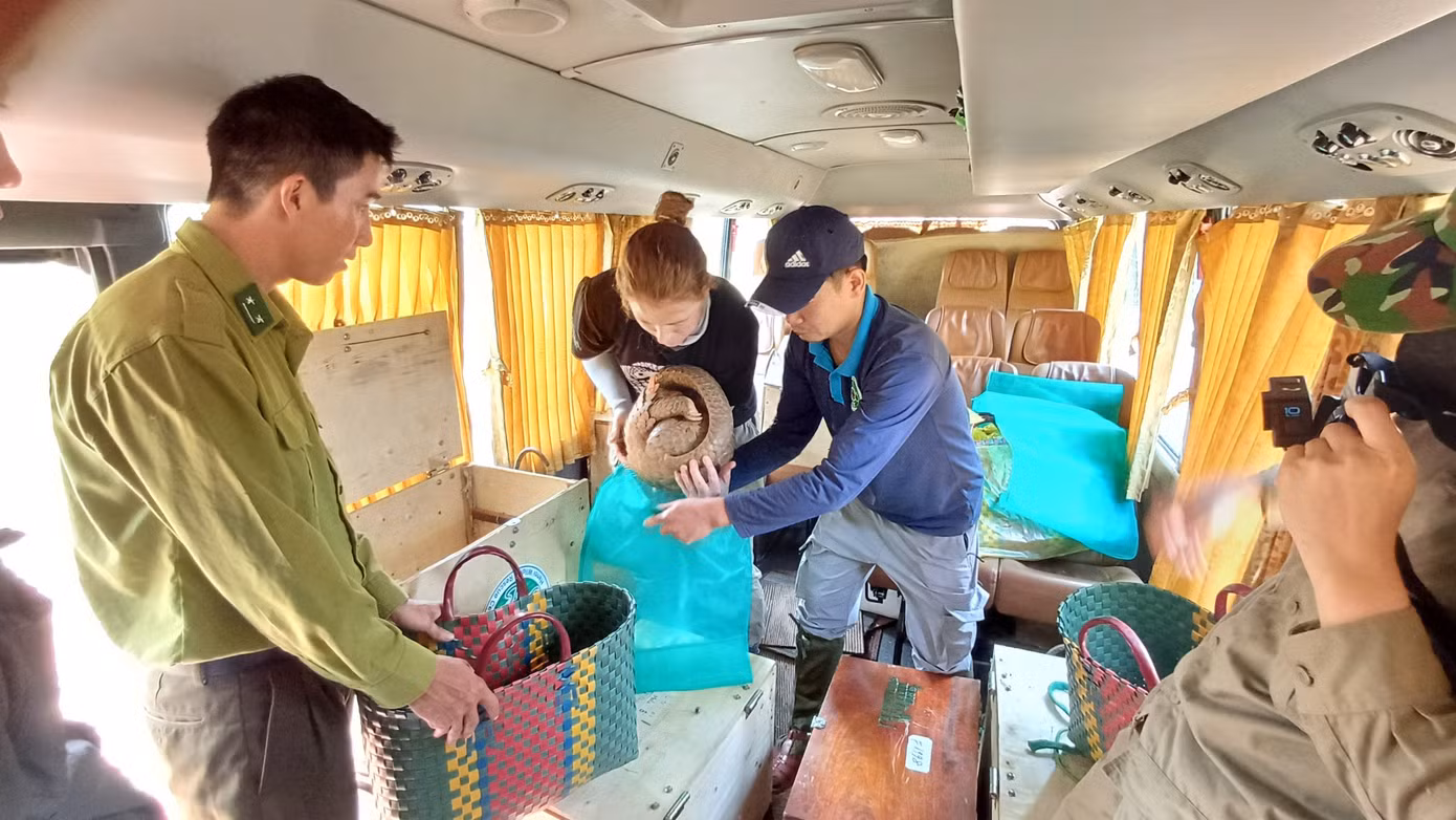 Các chuyên gia của SVW thực hiện tái thả tê tê về rừng.