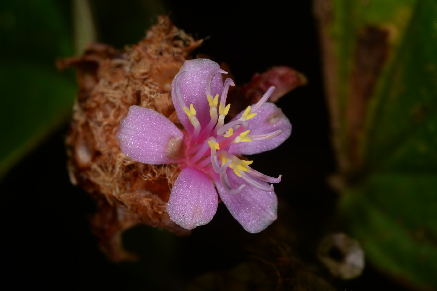 Tại cao nguyên Lang Biang ở tỉnh Lâm Đồng, các nhà khoa học tìm thấy Xephoanthus nubigenus, có nghĩa là “hoa mây”. Loài này được phát hiện trong các khu rừng có mây bao phủ Tây Nguyên. Tại cao nguyên Lang Biang ở tỉnh Lâm Đồng, các nhà khoa học tìm thấy Xephoanthus nubigenus, có nghĩa là “hoa mây”. Loài này được phát hiện trong các khu rừng có mây bao phủ Tây Nguyên.
