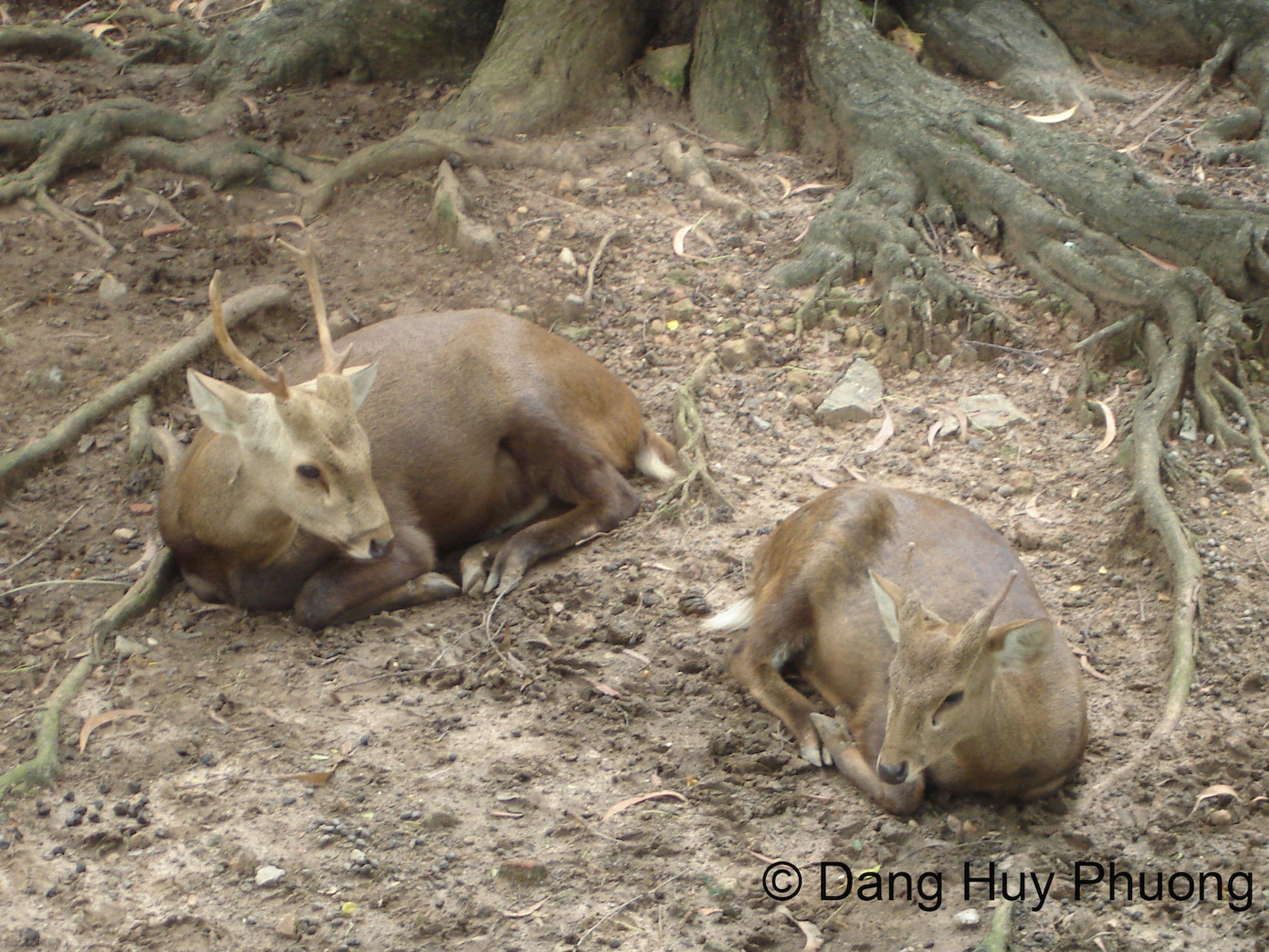 Loài Hươu vàng. Loài Hươu vàng.