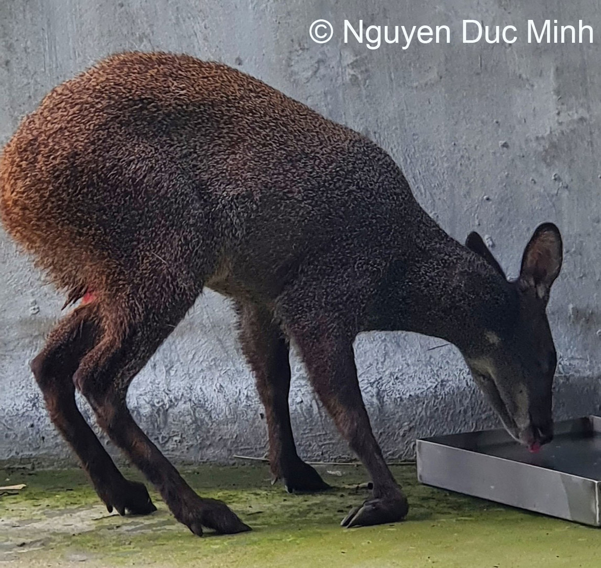 Loài Hươu xạ. Loài Hươu xạ.