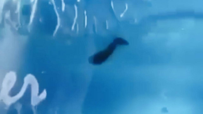 Giáo viên Trường Mầm non Phong Thủy, huyện Lệ Thủy (Quảng Bình) phát hiện có con vật giống đỉa trong bình nước uống học sinh. Giáo viên Trường Mầm non Phong Thủy, huyện Lệ Thủy (Quảng Bình) phát hiện có con vật giống đỉa trong bình nước uống học sinh.