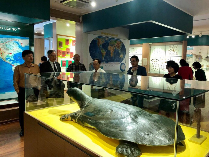 Mẫu vật "cụ rùa" cuối cùng của Hồ Gươm được trưng bày tại đền Ngọc Sơn, Hà Nội. Mẫu vật "cụ rùa" cuối cùng của Hồ Gươm được trưng bày tại đền Ngọc Sơn, Hà Nội.