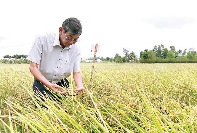 Theo Cục Sở hữu trí tuệ, không ai có thể đăng ký bảo hộ độc quyền thương hiệu gạo ST25. Ảnh: internet. Theo Cục Sở hữu trí tuệ, không ai có thể đăng ký bảo hộ độc quyền thương hiệu gạo ST25. Ảnh: internet.