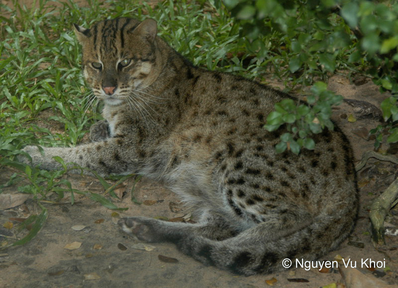 Loài mèo cá. Loài mèo cá.