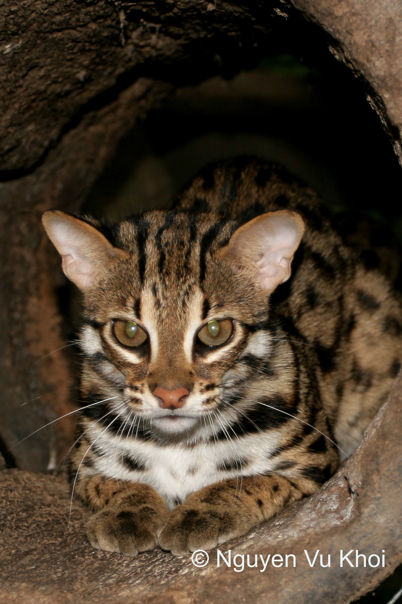 Loài mèo rừng. Loài mèo rừng.