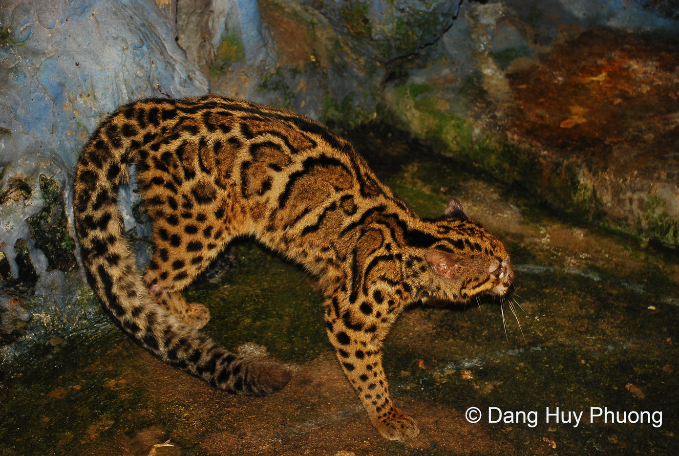 Loài Mèo gấm. Loài Mèo gấm.