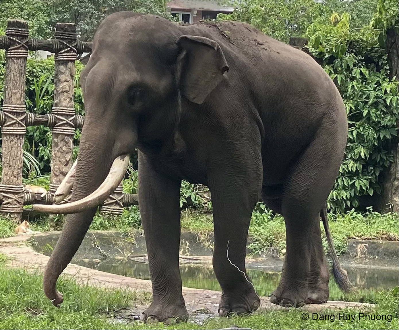 Loài Voi châu Á. Loài Voi châu Á.