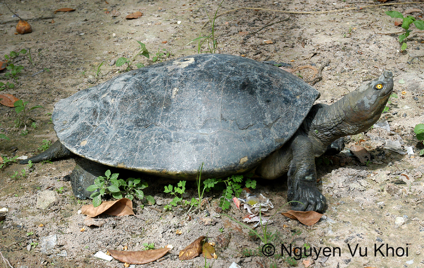 Rùa ba-ta-gua miền nam.